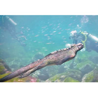 海鬣蜥在水中快速游動。