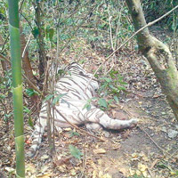 薩爾瓦多 <br> 薩爾瓦多工作人員事後成功捕獲襲人的白虎。（警方圖片）
