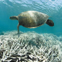 棲息大堡礁的生物或會受到影響。
