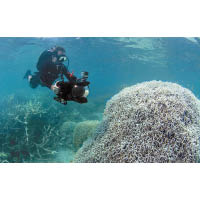 研究人員在水中觀察珊瑚礁的情況。