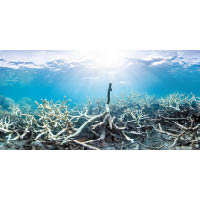 厄爾尼諾現象影響大堡礁的生態。