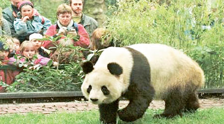 中國大熊貓很受外國人歡迎。