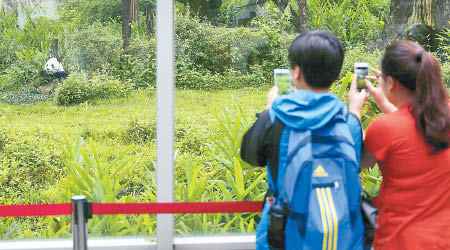 台北市動物園向外澄清，大熊貓「團團」現正園內健康生活。（中新社圖片）