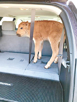 該對父子將小野牛放上汽車內。（互聯網圖片）