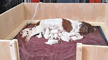 杰茜誕下多隻狗寶寶。（互聯網圖片）