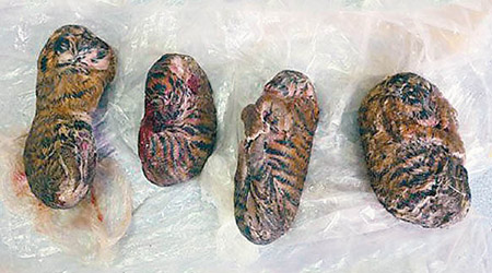 四隻幼虎被冷藏後轉售。（越南警方圖片）