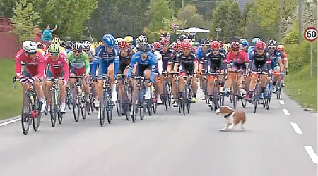 貪玩狗狗闖入單車賽道中。（互聯網圖片）