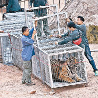 甕中之鱉<br>工作人員把老虎逐一引誘入籠內。