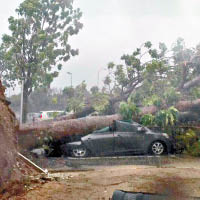 有大樹被狂風吹倒，壓着汽車。（互聯網圖片）