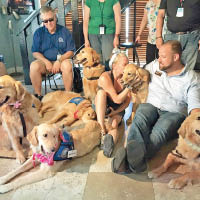 一批金毛尋回犬抵達奧蘭多，準備安慰死傷者家屬。