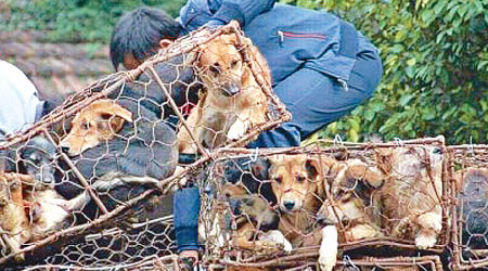大批犬隻逃不過被殺命運。（互聯網圖片）