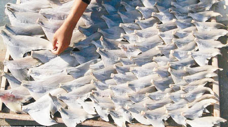 報道指印尼每年生產至少四百八十六噸風乾魚翅。（互聯網圖片）