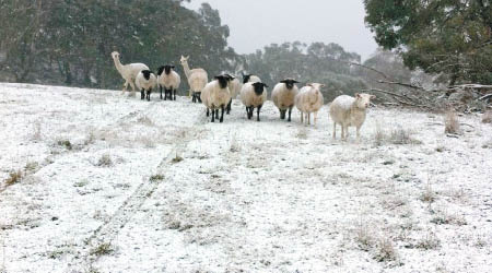 綿羊在鋪滿雪的山頭活動。（互聯網圖片）