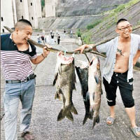 民眾將「免費魚」抬回家中。