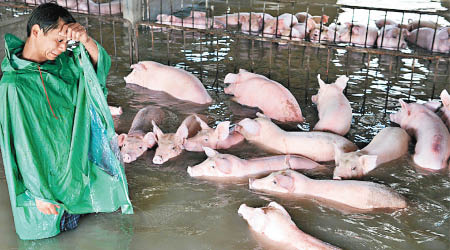 安徽<br>安徽六安有豬農一度以為豬隻將會被浸死，前來與豬隻道別。（互聯網圖片）