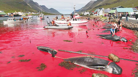海洋牧人公開圖片，指法羅群島民眾再屠殺鯨魚。（互聯網圖片）