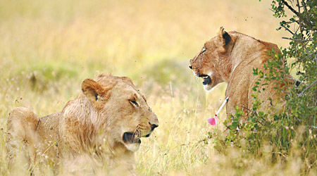 飛鏢插中雌獅後，旁邊一頭幼獅為雌獅咬走飛鏢。（互聯網圖片）