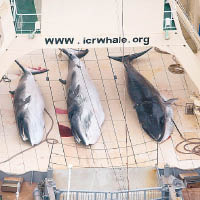 日本的捕鯨活動已被判違反國際法。（資料圖片）