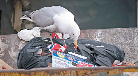 「醉海鷗」可能會亂翻垃圾箱。（資料圖片）