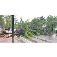葫蘆島路面遭受破壞，一棵大樹橫亘路中。