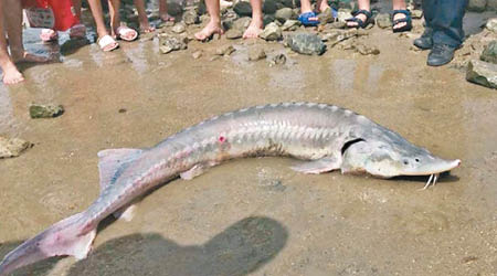 「怪魚」被發現擱淺在岸邊，引來不少市民圍觀。（互聯網圖片）