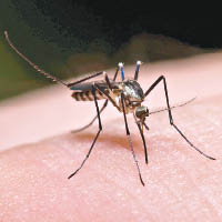 不少人為如何驅蚊感煩惱。（資料圖片）