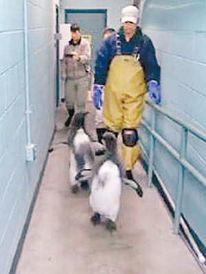 保育員悉心照顧小企鵝。