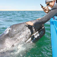 拉爾森亦有出海照顧鯨魚。（互聯網圖片）