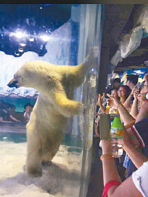 北極熊「披薩」成為遊客拍照的布景板。（互聯網圖片）