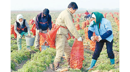 中國農民在俄羅斯遠東耕作。（互聯網圖片）