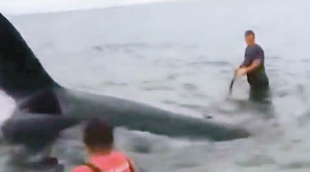 俄羅斯漁民成功拯救擱淺殺人鯨。（互聯網圖片）