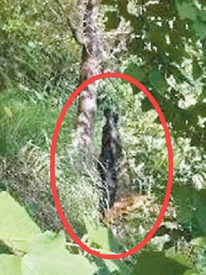 周瑞遠的屍體被人發現吊在桑樹上（紅圈示）。