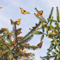 在墨西哥度過嚴冬的帝王斑蝶失去棲身之所。（資料圖片）