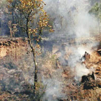 農民放火燒毀杉樹，以便種植牛油果。（資料圖片）
