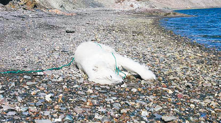 一隻在挪威極北島嶼生活的年幼北極熊遭一名俄羅斯科學家槍殺。