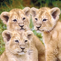 亞洲獅三胞胎（互聯網圖片）