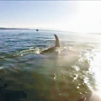 殺人鯨游過水面。（電視畫面）