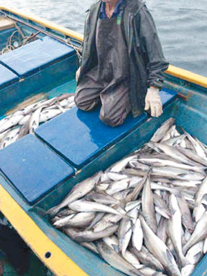 魚排的魚大量死亡，養殖戶損失慘重。（互聯網圖片）