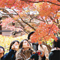 日本北部的賞楓全盛期料延遲。（資料圖片）