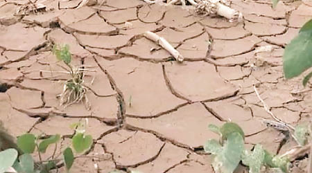 農地因嚴重缺水而龜裂。（互聯網圖片）