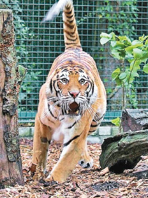 探戈深受動物園上下的喜愛。（資料圖片）