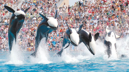 聖迭戈海洋世界著名的殺人鯨表演將成為歷史。（資料圖片）