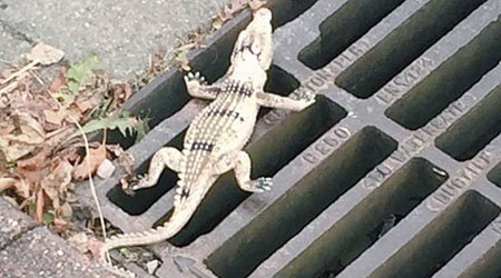 保育人員起初以為發現小鱷魚。（互聯網圖片）