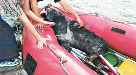 花蓮消防員用橡皮艇運載台灣黑熊屍體。（中時電子報圖片）
