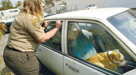 加州民眾破窗救狗，將可免被檢控。（資料圖片）