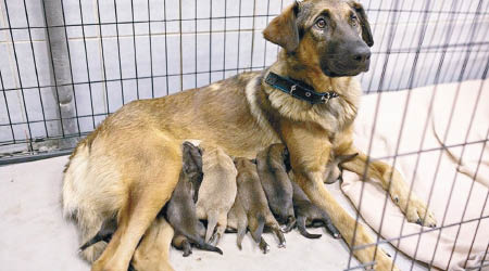 狗媽媽順利誕下小狗，母子平安。（莫斯科地鐵圖片）