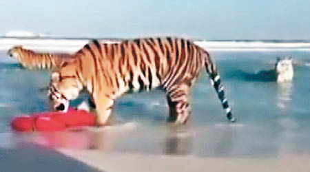 杜拜出現多隻老虎在海邊戲水。（互聯網圖片）