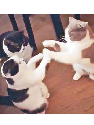 兩隻貓貓相互擊掌，另一隻在旁「學習」。