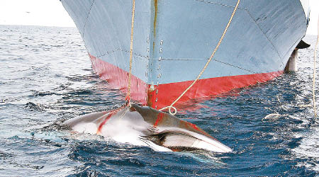 日本船隻於南極洲捕鯨。（資料圖片）