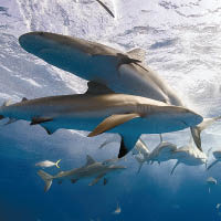 鯊魚的品種眾多，最近更發現雙頭的例子。（資料圖片）
